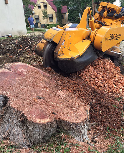 stump grinding